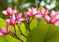 Plumeria Pink