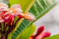 Plumeria pink wet flowers