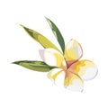 Plumeria plants and flowers isolated on white background. Tropical set, Watercolor sketch object illustrations.