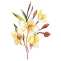 Plumeria plants and flowers isolated on white background. Tropical set, Watercolor sketch object illustrations.