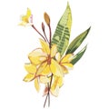 Plumeria plants and flowers isolated on white background. Tropical set, Watercolor sketch object illustrations.