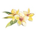 Plumeria plants and flowers isolated on white background. Tropical set, Watercolor sketch object illustrations.