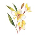 Plumeria plants and flowers isolated on white background. Tropical set, Watercolor sketch object illustrations.