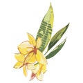 Plumeria plants and flowers isolated on white background. Tropical set, Watercolor sketch object illustrations.