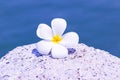 Plumeria popular plant because flower are colorful variety beautiful white, yellow placed on rock sea background