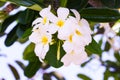 Plumeria is popular plant because flowers are colorful variety beautiful white, yellow.