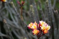 Plumeria red yellow white flowers buds and green leaves in garden Royalty Free Stock Photo