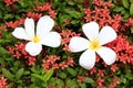 The Plumeria on Rubiaceae in the garden Royalty Free Stock Photo