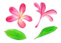 Plumeria rubra isolated hand painted watercolor illustration. design element