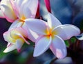 Plumeria rubra \'Acutifolia\' -02