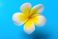 Plumeria rubra cv acutifolia on blue background