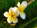 Plumeria rubra