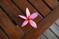 Plumeria rubra flower