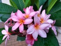 Plumeria rubra Royalty Free Stock Photo