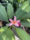 Plumeria pink 0105 Royalty Free Stock Photo