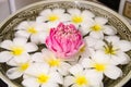 Plumeria spa flowers over water with pink lotus Royalty Free Stock Photo