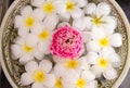 Plumeria spa flowers over water with pink lotus Royalty Free Stock Photo