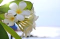 Plumeria or temple tree white flower blooming in garden Royalty Free Stock Photo