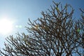 Plumeria tree