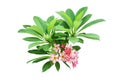 Plumeria Tree Branches with Green Leaves and Pink Flowers Isolated on White Background with Clipping Path Royalty Free Stock Photo