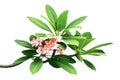 Plumeria Tree Branches with Leaves and Pink Flowers Isolated on White Background Royalty Free Stock Photo