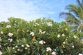 Plumeria tree in Hawaii