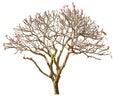 plumeria tree isolated