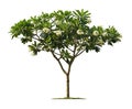 Plumeria tree isolated on white background Royalty Free Stock Photo