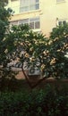 Plumeria tree