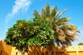 Plumeria tree with white flowers and date palm tree on blue sky background in sunny summer day. Royalty Free Stock Photo