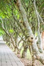 Plumeria trees tunnel at Nan province