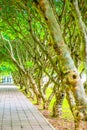 Plumeria trees tunnel at Nan province