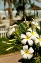 Plumeria on tropical beach