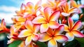 Plumeria, a tropical beauty, popular in Hawaii.