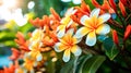 Plumeria, a tropical beauty, popular in Hawaii.