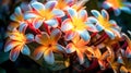 Plumeria, a tropical beauty, popular in Hawaii.