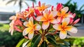 Plumeria, a tropical beauty, popular in Hawaii.