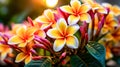 Plumeria, a tropical beauty, popular in Hawaii.