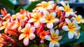 Plumeria, a tropical beauty, popular in Hawaii.