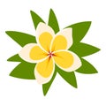 Plumeria tropical floral