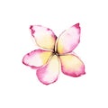 Pink Plumeria Tropical Flower abstract watercolor illustration