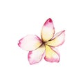 Plumeria Tropical Flower abstract watercolor illustration