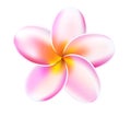 Vector 3d plumeria frangipani tropical flower