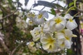 Plumeria tropical spa flower on plumeria tree
