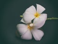 Plumeria Vintage ,