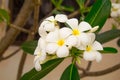 Plumeria Vintage Tone.flowers.Pink plumeria on the plumeria tree