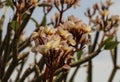 Plumeria Vintage Tone on the plumeria tree