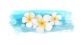 Plumeria on watercolor banner Royalty Free Stock Photo