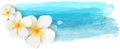 Plumeria on watercolor banner Royalty Free Stock Photo