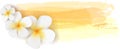 Plumeria on watercolor banner Royalty Free Stock Photo